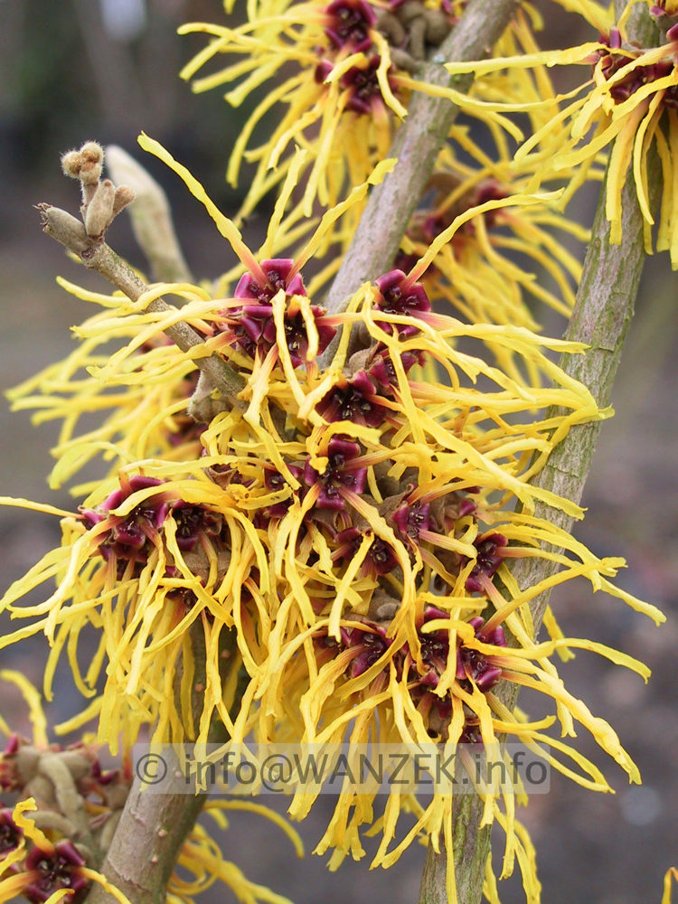 Hamamelis Barmstedt Gold.JPG
